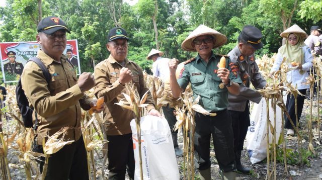 panen jagung perhutani jombang