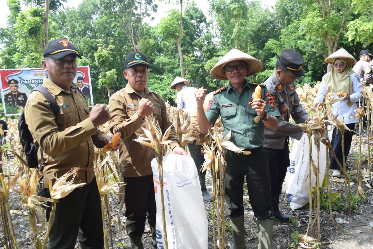 panen jagung perhutani jombang