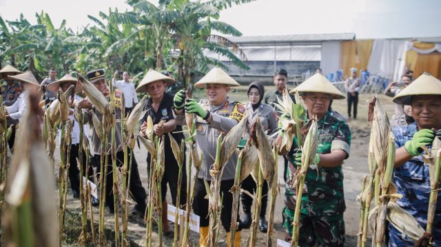 panen jagung