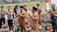 tembakau