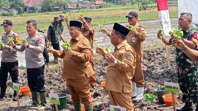tembakau